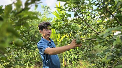 Trồng chanh tứ quý - Hướng đi mới của nông dân xã Mộ Đức